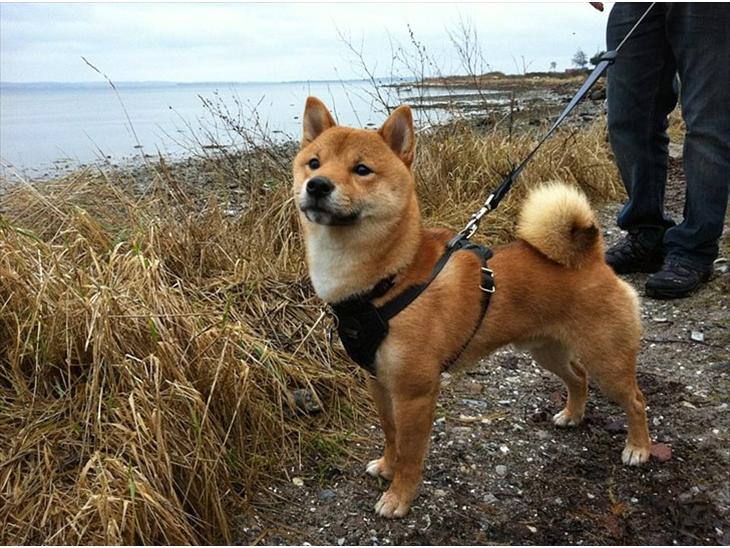 Shiba Max billede 1