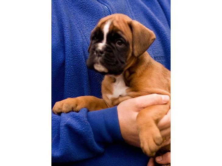 Boxer Faberge billede 1
