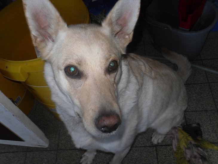 {{currentPhoto.altText}} billede {{currentPhoto.number}}