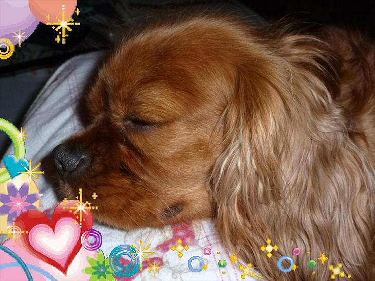 Cavalier king charles spaniel Wilma - det kan jeg godt lide billede 8