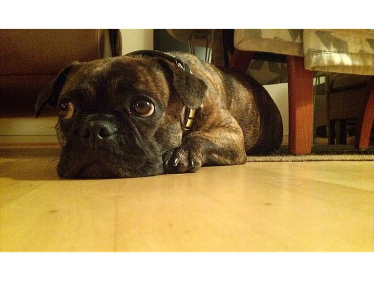 Blanding af racer Tiger - Fransk bulldog / mops billede 1