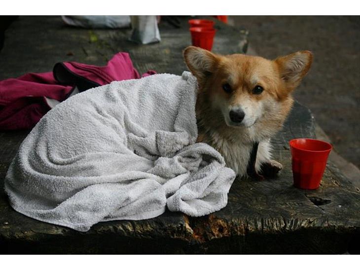 Welsh corgi pembroke Dimmalimm billede 1