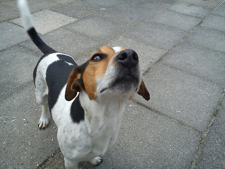 {{currentPhoto.altText}} billede {{currentPhoto.number}}