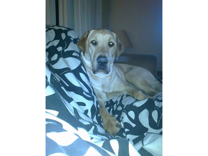Labrador retriever Cæsar - 16 måneder gammel. billede 1