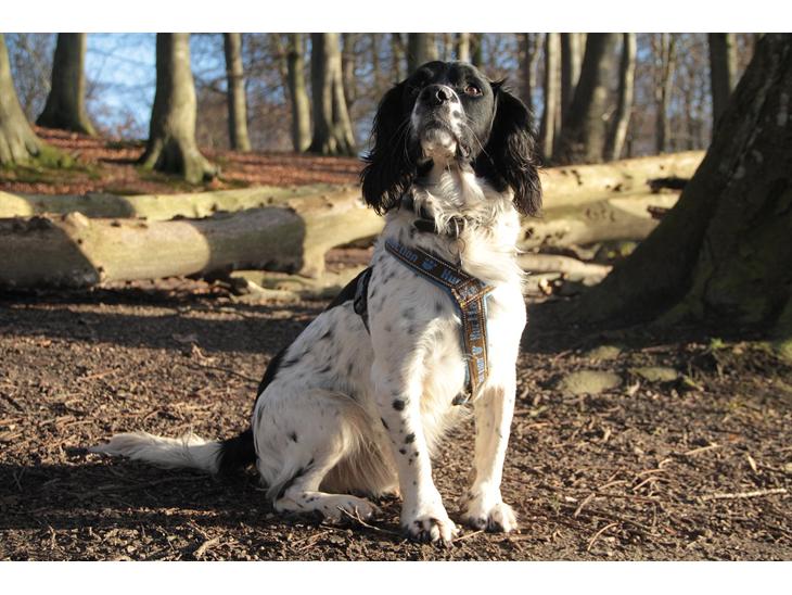 Field spaniel Apache Blue Magic, Figo! billede 1