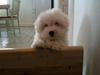 Coton de tulear Mille