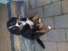 Berner sennenhund Dexter