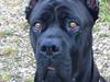 Cane corso Chili