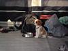 Cavalier king charles spaniel Morberg's Ilina  *Isa*