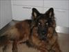 Schæferhund Hawto Fanto "Tyson" [ Himmelhund]