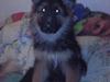 Schæferhund Hawto Rebus "Kingo"