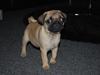 Mops Yvonne