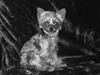 Yorkshire terrier Betsy [ Himmelhund]