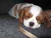 Cavalier king charles spaniel Lady [Tidl. hund]