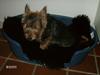 Australsk terrier Mulle [ Himmelhund]