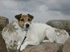 Jack russell terrier Global Gelika /Laika