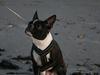 Boston terrier Mille