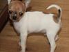Chihuahua Solo 