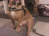 Olde english bulldogge Hummer (som bilen)