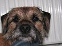 Border terrier Prins Felix