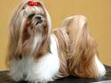 Shih tzu DKCH DCH VDHCH KLBCH INTCH Big Choice First Mei-Li