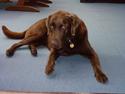 Labrador retriever Nelly