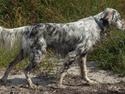 Engelsk setter Louie