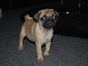 Mops Yvonne