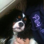 Cavalier king charles spaniel Remi (Lisbethsminde Quate)