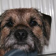 Border terrier Prins Felix