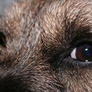 Border terrier Prins Felix