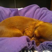 Cavalier king charles spaniel Bailey