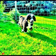 Berner sennenhund Muffer
