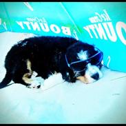 Berner sennenhund Muffer