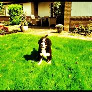 Berner sennenhund Muffer