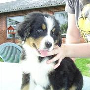 Berner sennenhund Muffer