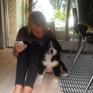 Berner sennenhund Muffer