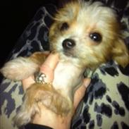 Blanding af racer Tinkerbell