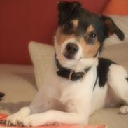 Dansk svensk gaardhund Bølle