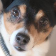 Dansk svensk gaardhund Bølle