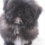 Shih tzu Valde