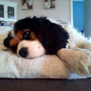Cavalier king charles spaniel Elli