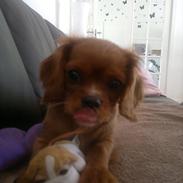 Cavalier king charles spaniel Bailey