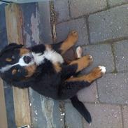 Berner sennenhund Dexter