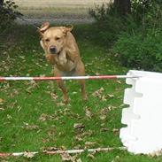 Labrador retriever Freja<3