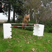 Labrador retriever Freja<3