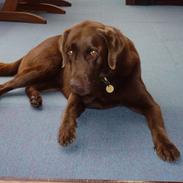 Labrador retriever Nelly