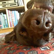 Labrador retriever Nelly