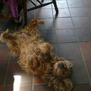 Cocker spaniel Donna