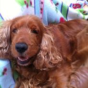 Cocker spaniel Donna